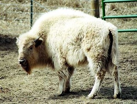 white-buffalo