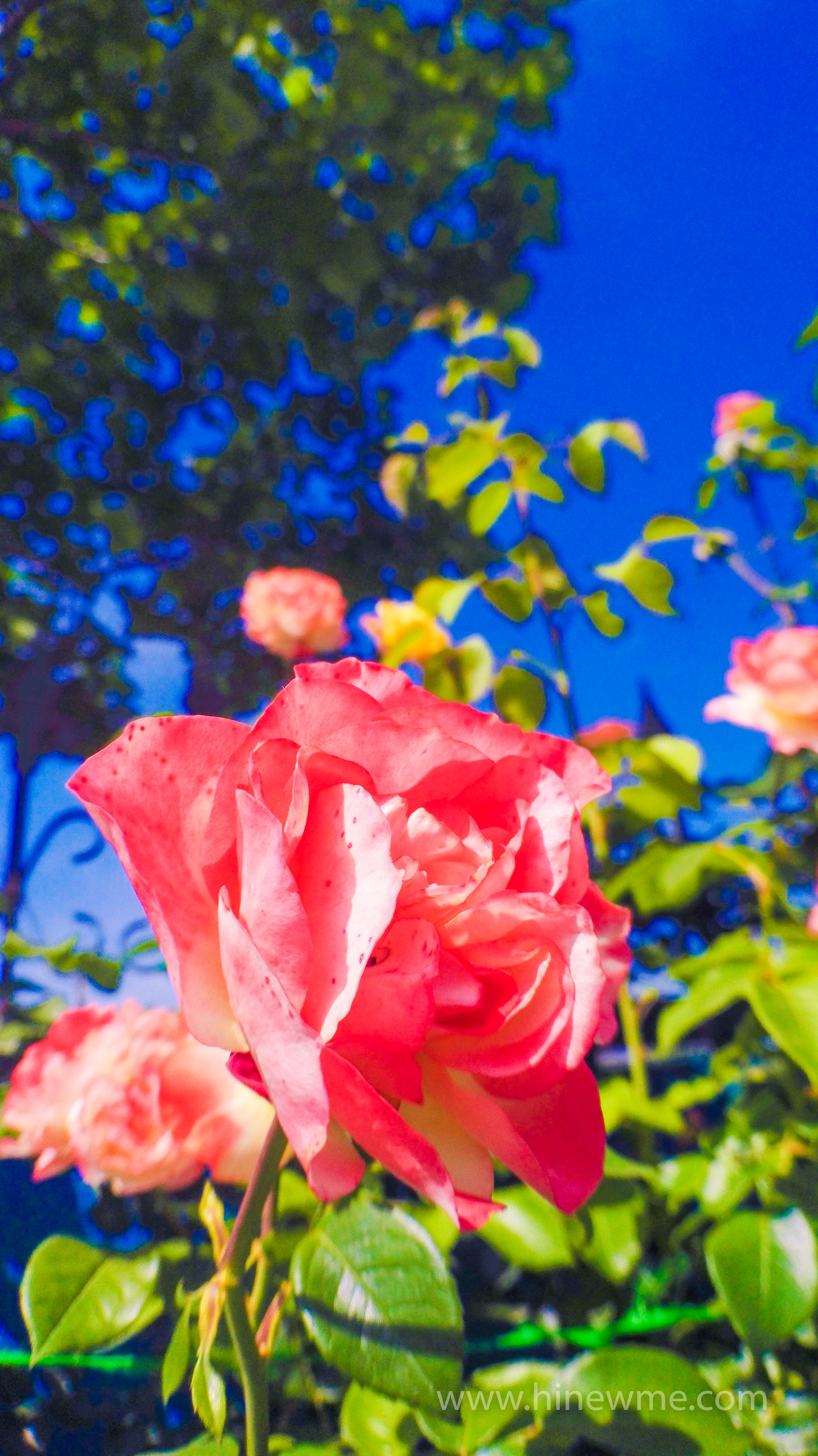 6tips flowers photography skill tips，16 rose flower in the sunshine pictures