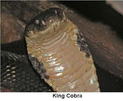 The King Cobra (Ophiophagus hannah) is the world's longest venomous snake 