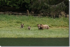 Grizzly Bears