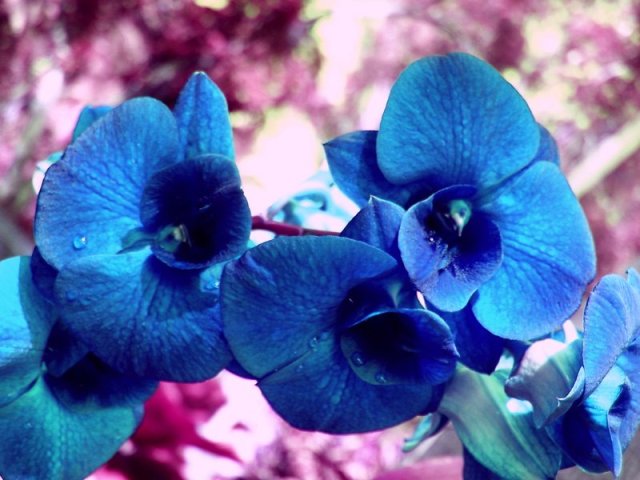 Types Of Blue Flowers