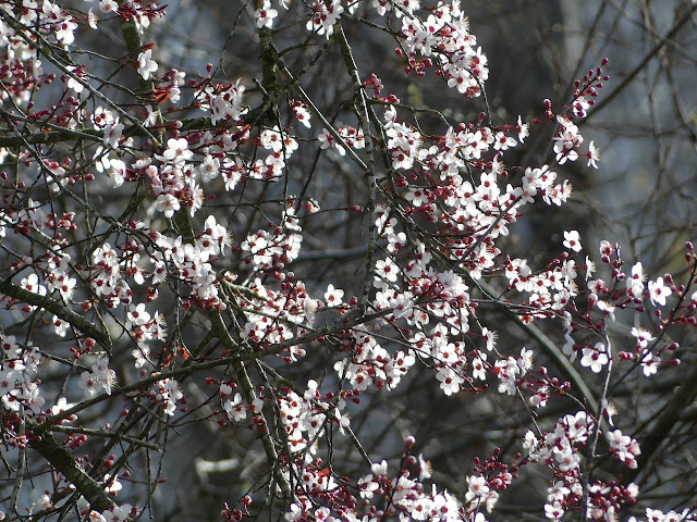 petals on the trees, leaves are coming