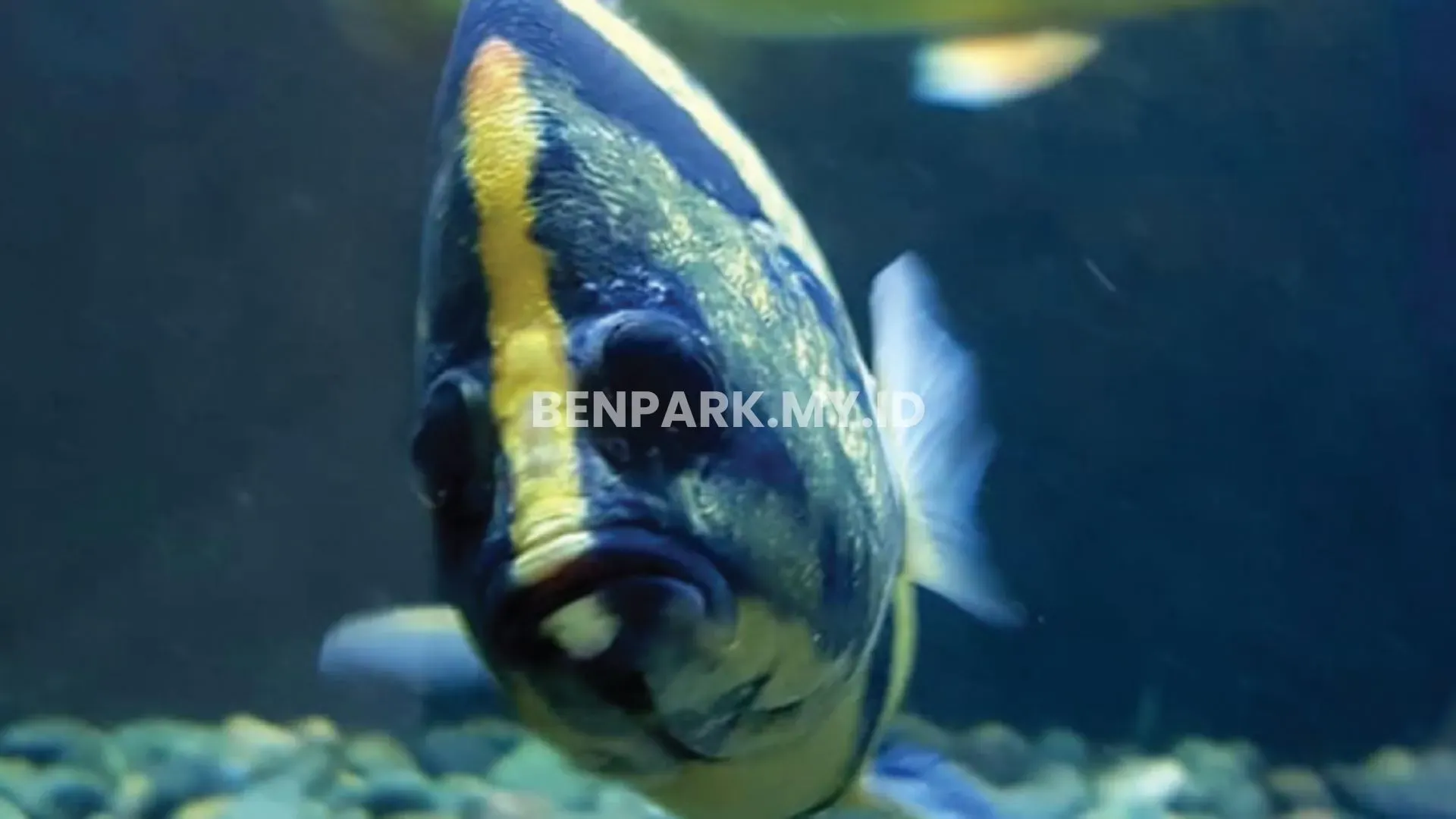 Tips Menarik Dan Cerdas Berinvestasi Lewat Ikan