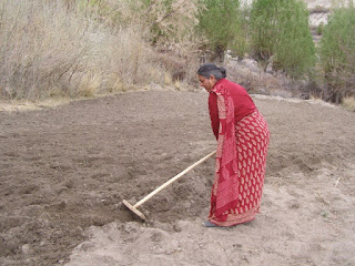 Dr. Vandana Shiva raking the ground on a farm in India Guelph blog