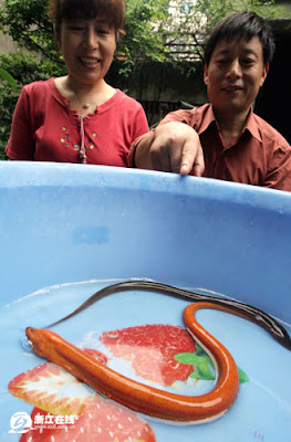 red rice field eel