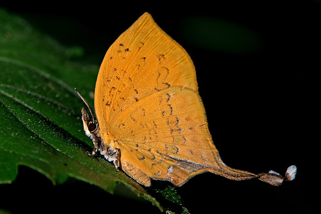 Yasoda tripunctata the Three-spot Yamfly butterfly