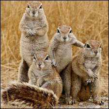 Squirrel Gang