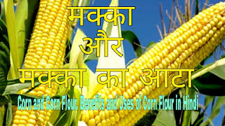 मक्का और मक्का का आटा? के फायदे व उपयोग [Corn and Corn Flour. Benefits and Uses of Corn Flour in Hindi]