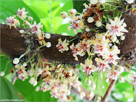 Flor del Cacao en el Jardín Botánico de Montreal