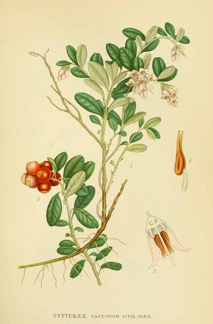 Брусника обыкновенная / Брусника (Vaccinium vitis-idaea)