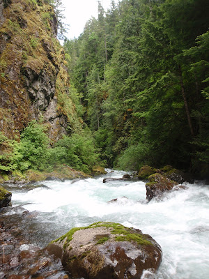 Big Quilcene - Olympic Peninsula 