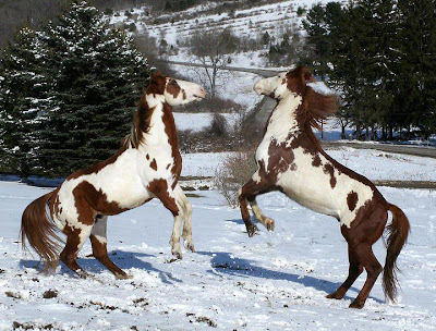 caballos en la nieve