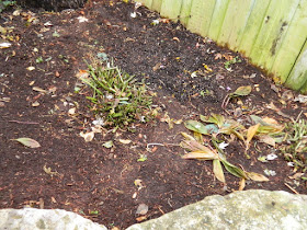 Fall Cleanup Bedford Park Toronto after by Paul Jung Gardening Services