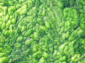 http://thinkprogress.org/climate/2015/06/18/3671377/pacific-ocean-massive-toxic-algal-bloom/
