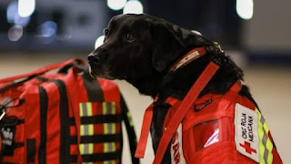 México envía sus famosos perros de búsqueda y rescate a Turquía