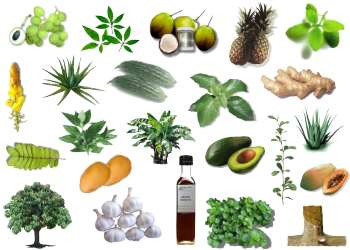 Herbal Medicine Today Herbal Medicines Will Be The Classification Of