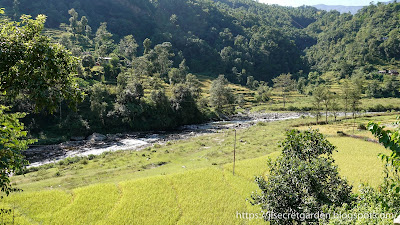 Nepal Poon Hill Nayapul to Tikhedhunga rice fields