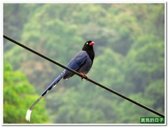 20110422_155519_024_NeiGouLi
