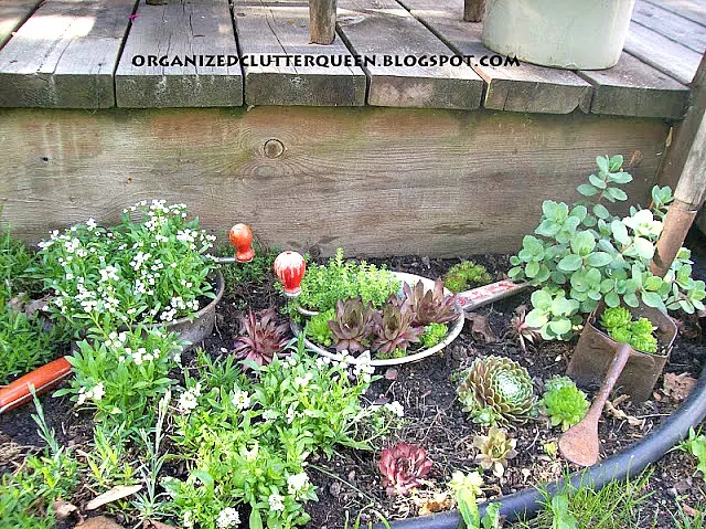 Junk Garden Ideas for Sempervivums (Hen & Chicks)