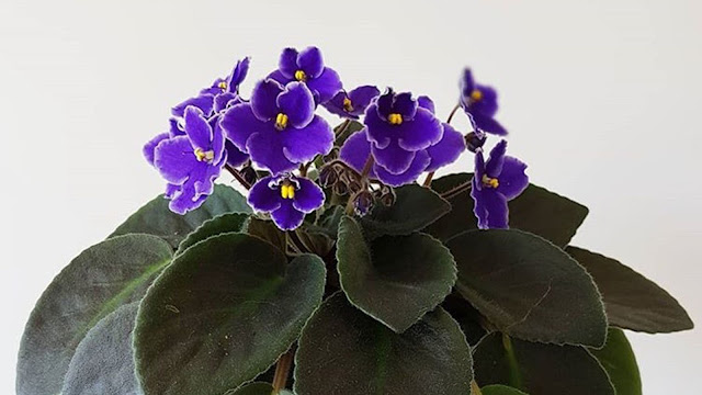 violets