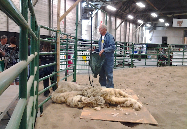 kdays sheep shearing