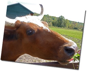cow2
