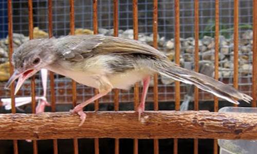 http://miefbird.blogspot.com/2016/09/5-tips-perawatan-burung-ciblek-pada.html