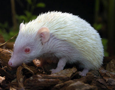 Ourico Hedgehog albino