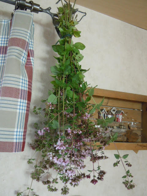 torka oregano