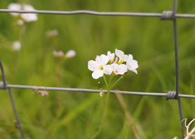 cuckooflowers and wildflowers in the meadow