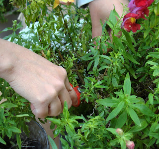 Dragonaria o boca de dragón (Antirrhinum majus f. nana)