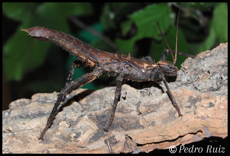 Ninfa hembra L5 de Haaniella echinata, 8 cm de longitud