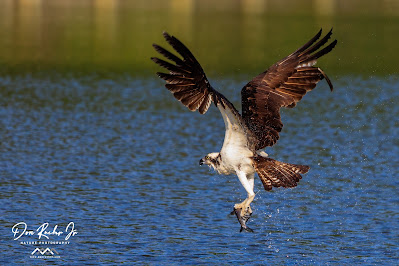 An Osprey is captured in mid-air, holding a fish in its talons, immediately after catching it. The Osprey's wings are spread wide, and its sharp talons are gripping the fish firmly. The blue sky is visible in the background, and the water below is rippling from the impact of the Osprey's dive, creating a sense of motion in the image. The fish is visible in the Osprey's talons, with its scales glistening in the sunlight.