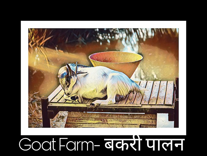 Goat farm-बकरी पालन  की जानकारी 