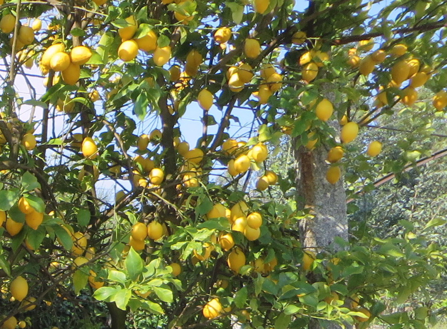 lemon trees Portugal