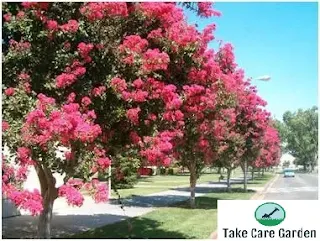 Lagerstroemia Indica (Crape Myrtle) Plant Profile