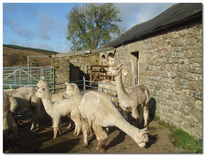 alpacas in northumberland