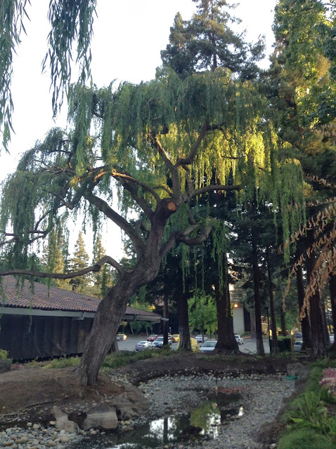 Tree shot taken during a walkabout in Santa Clara suburbia