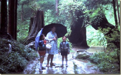 taida-forest-3