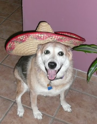 dog with sombrero