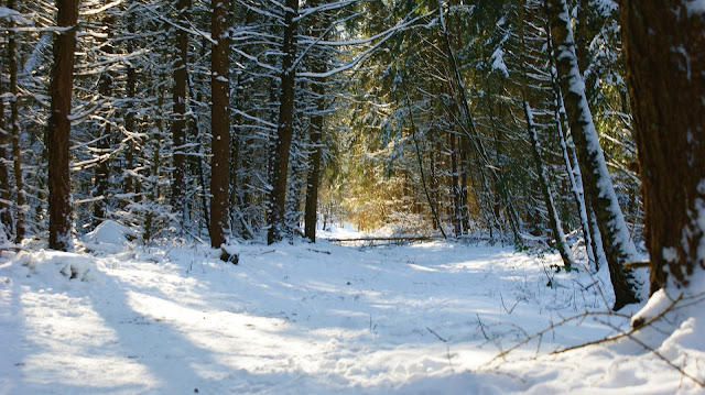 Amerongse bos in winter