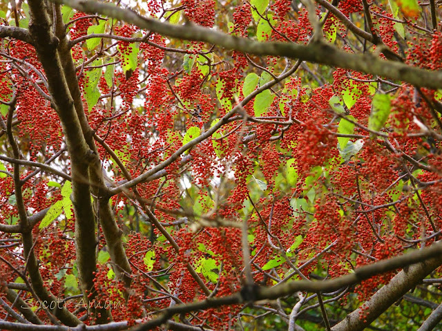 Idesia polycarpa