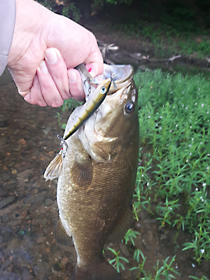 Potomac smallmouth bass