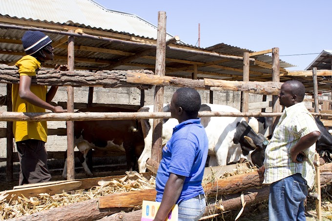  WAZO LA KIBIASHARA: WEKEZA 280,000 KWA MWEZI KATIKA NG’OMBE WA MAZIWA, UPATE HADI 930,000!