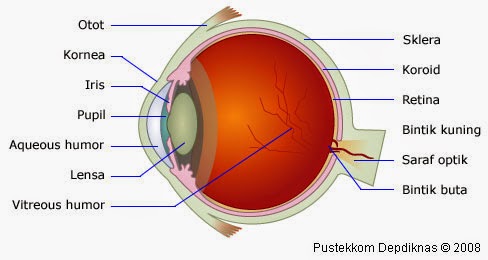 Bagian Bagian Mata dan Fungsinya Lengkap awalilmu 