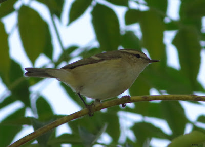 Hume's Warbler - Phylloscopus humei