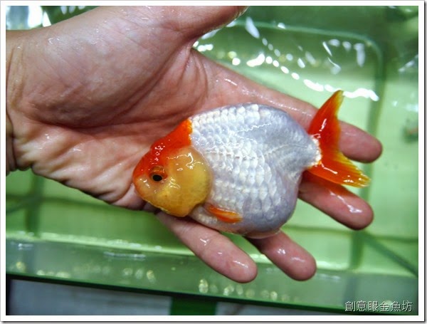 創意眼金魚坊 專營精緻金魚 特殊金魚 買金魚 找金魚 賣金魚請來專業金魚水族館 金魚專賣店 金魚專門店 歡迎有開店時間現場參觀 進魚快訊 新進魚隻種類價格