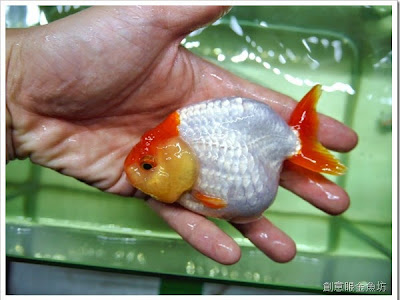 √画像をダウンロード 丹頂 金魚 142775