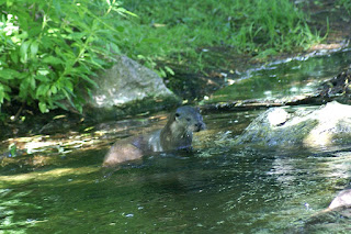 Loutre d'Europe - Lutra lutra - Loutre commune