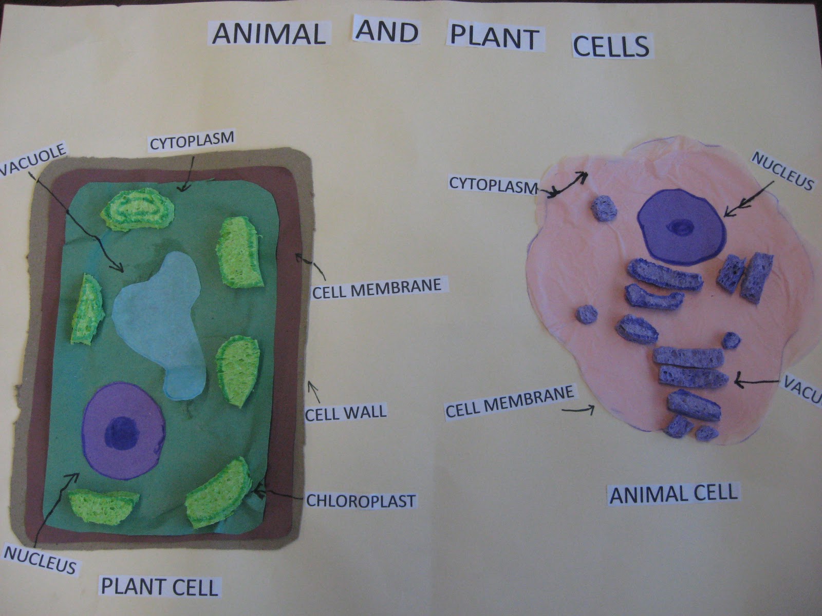 Third Grade Smarties!: Animal and Plant Cells